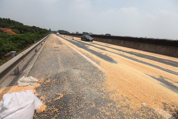 厦蓉高速漳州西入口玉米铺满300米高速路