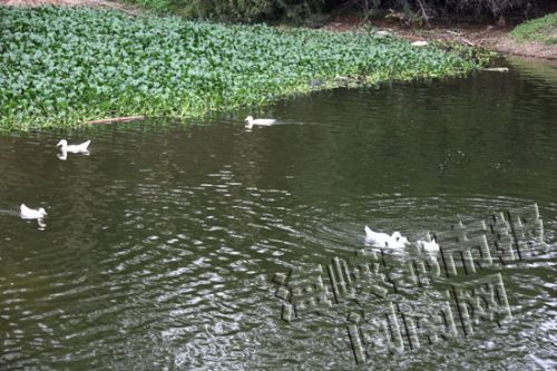 南溪支流春建村流域水质变好，村民把鸭子赶到水里